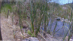 view from Pakoon Springs Stream Side on 2026-06-18