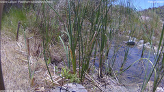 view from Pakoon Springs Stream Side on 2026-06-20
