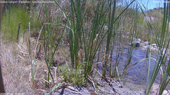 view from Pakoon Springs Stream Side on 2026-07-09