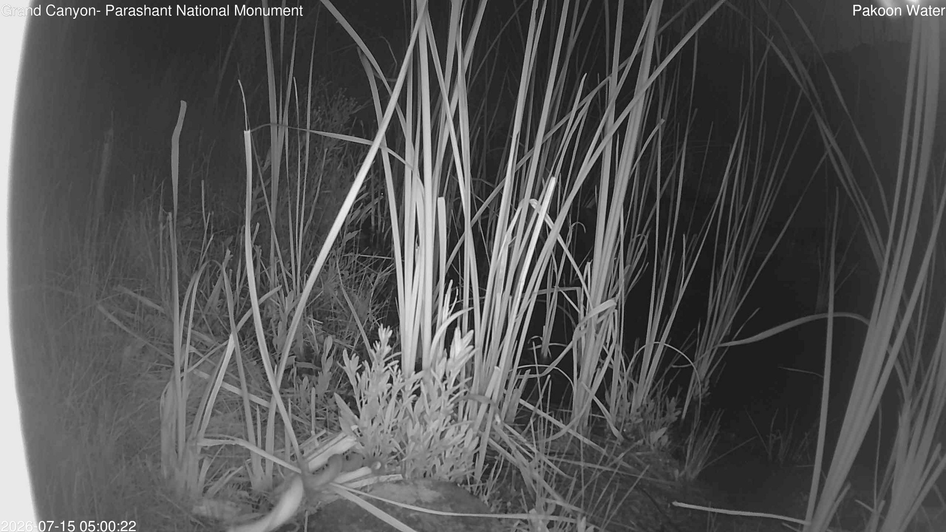 time-lapse frame, Pakoon Springs Stream Side webcam