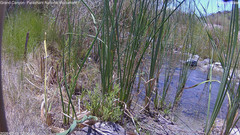 view from Pakoon Springs Stream Side on 2026-07-15