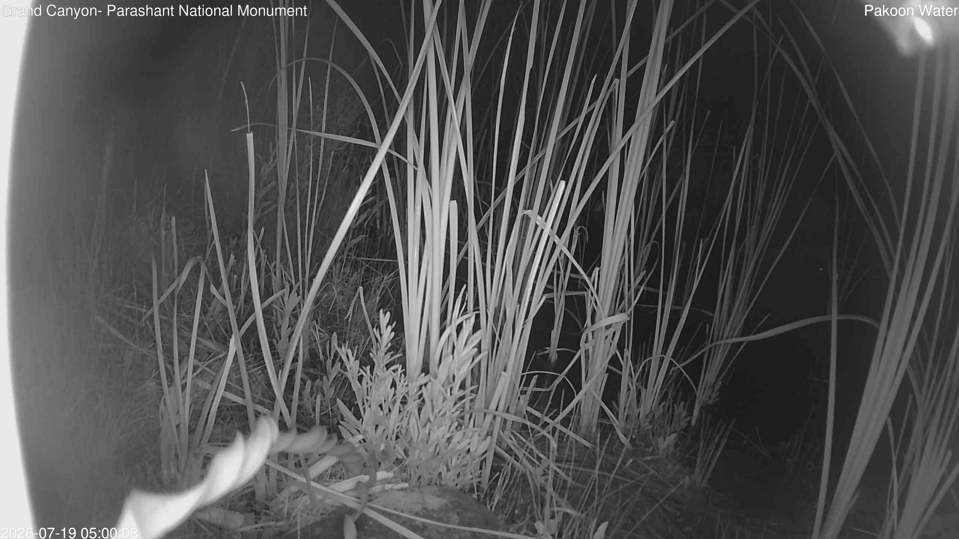 time-lapse frame, Pakoon Springs Stream Side webcam
