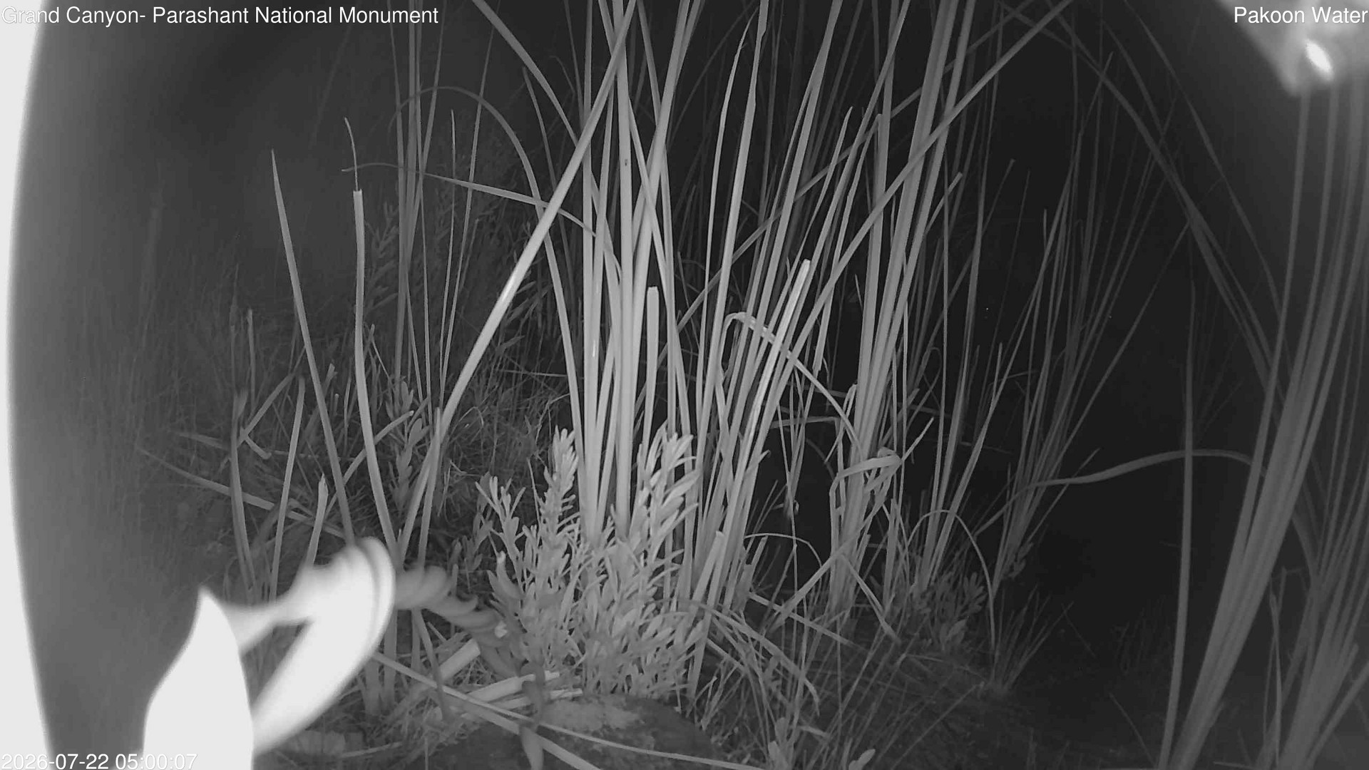 time-lapse frame, Pakoon Springs Stream Side webcam