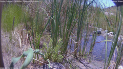 view from Pakoon Springs Stream Side on 2026-07-23