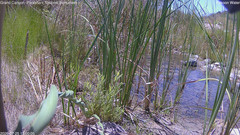 view from Pakoon Springs Stream Side on 2026-07-25