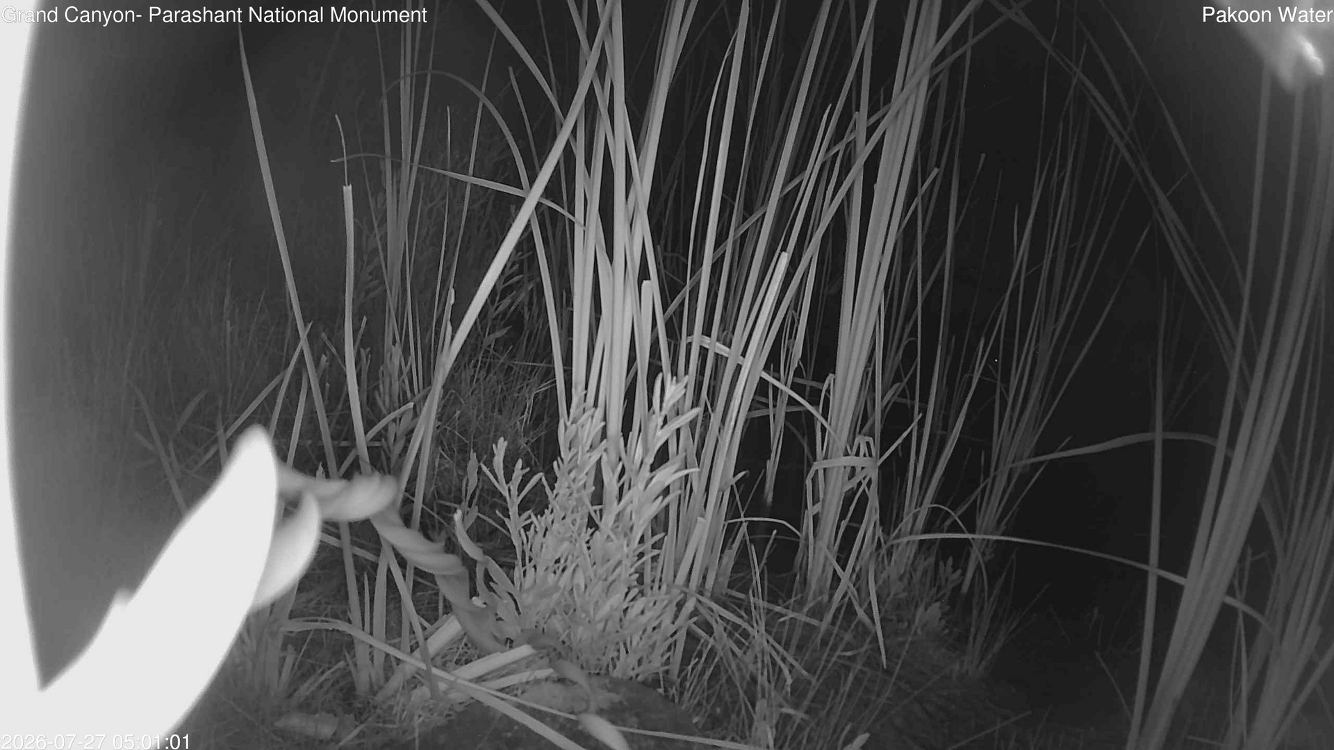 time-lapse frame, Pakoon Springs Stream Side webcam