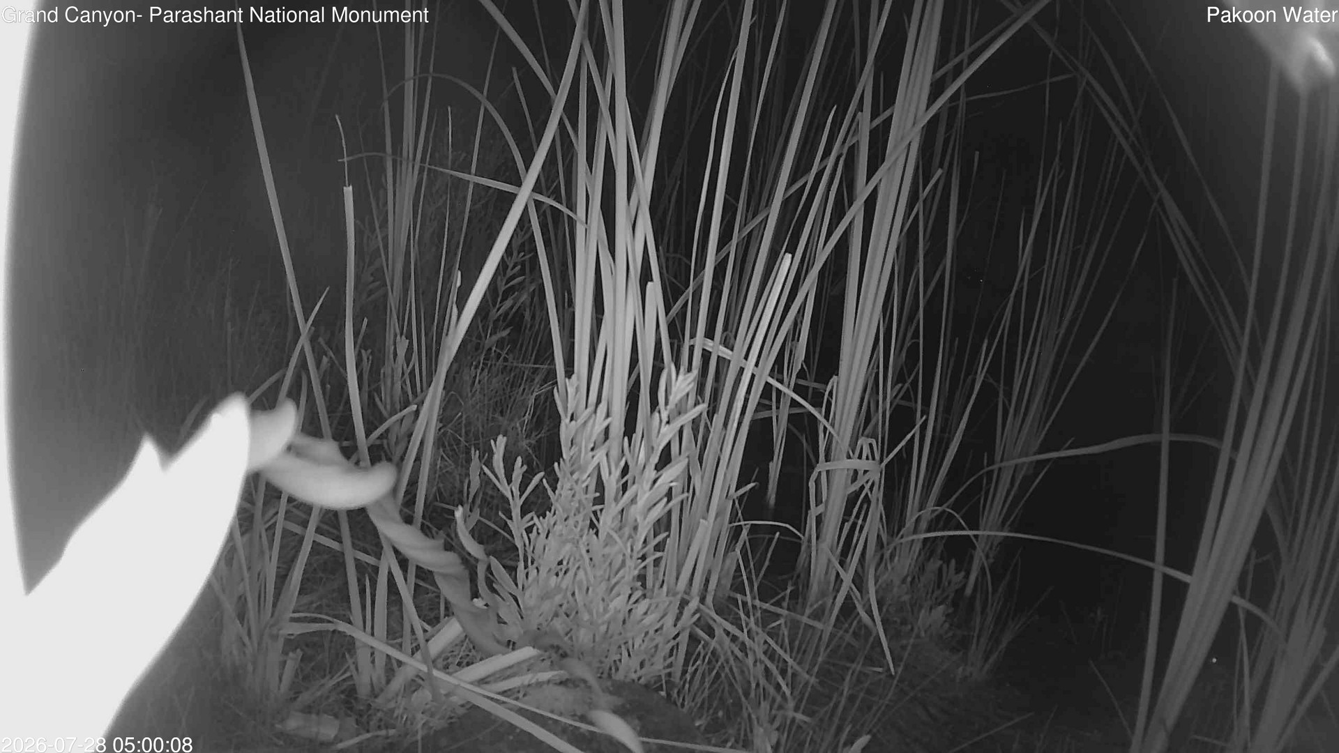 time-lapse frame, Pakoon Springs Stream Side webcam