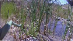 view from Pakoon Springs Stream Side on 2026-07-29
