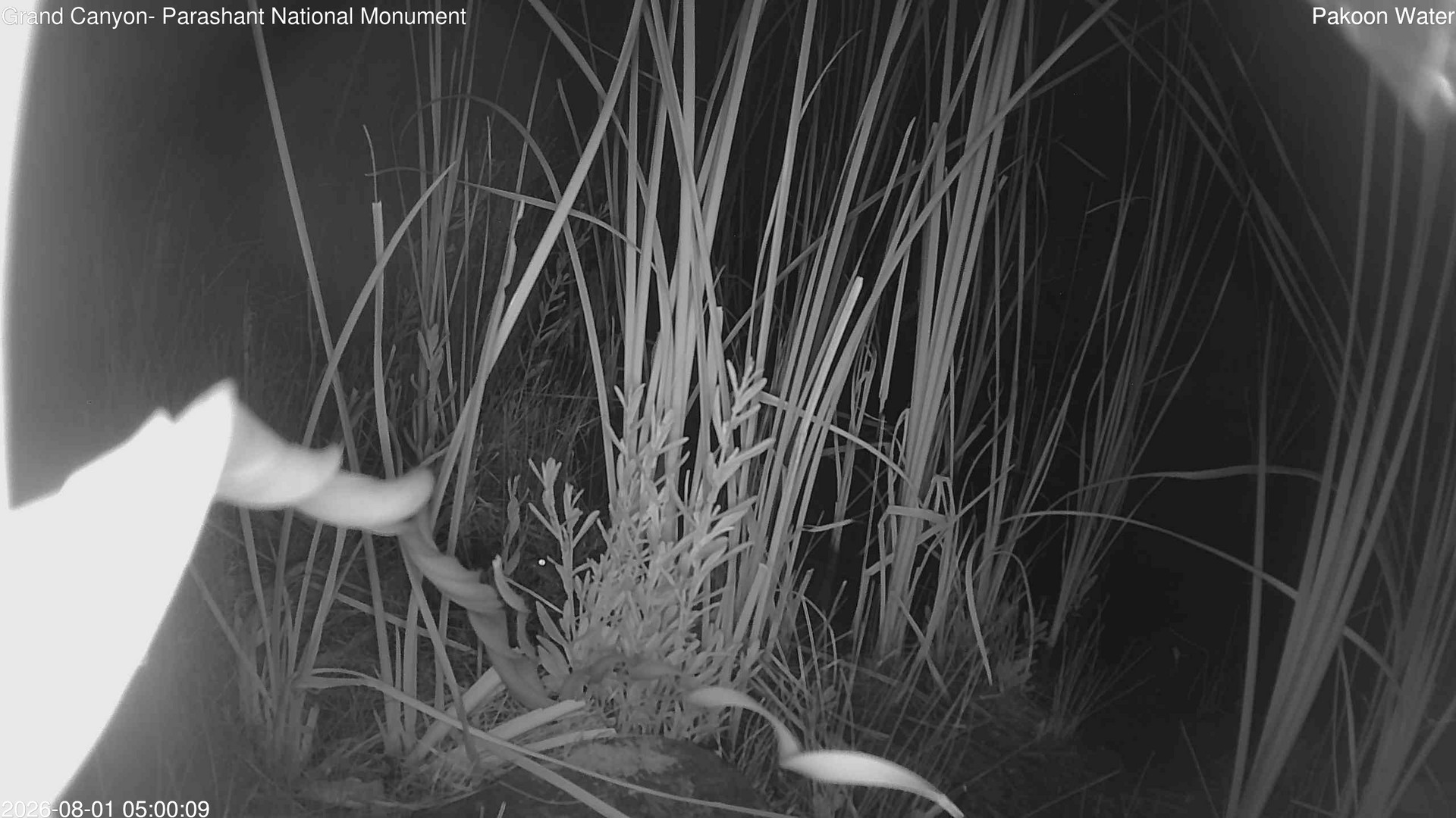 time-lapse frame, Pakoon Springs Stream Side webcam