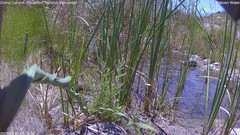 view from Pakoon Springs Stream Side on 2026-08-02