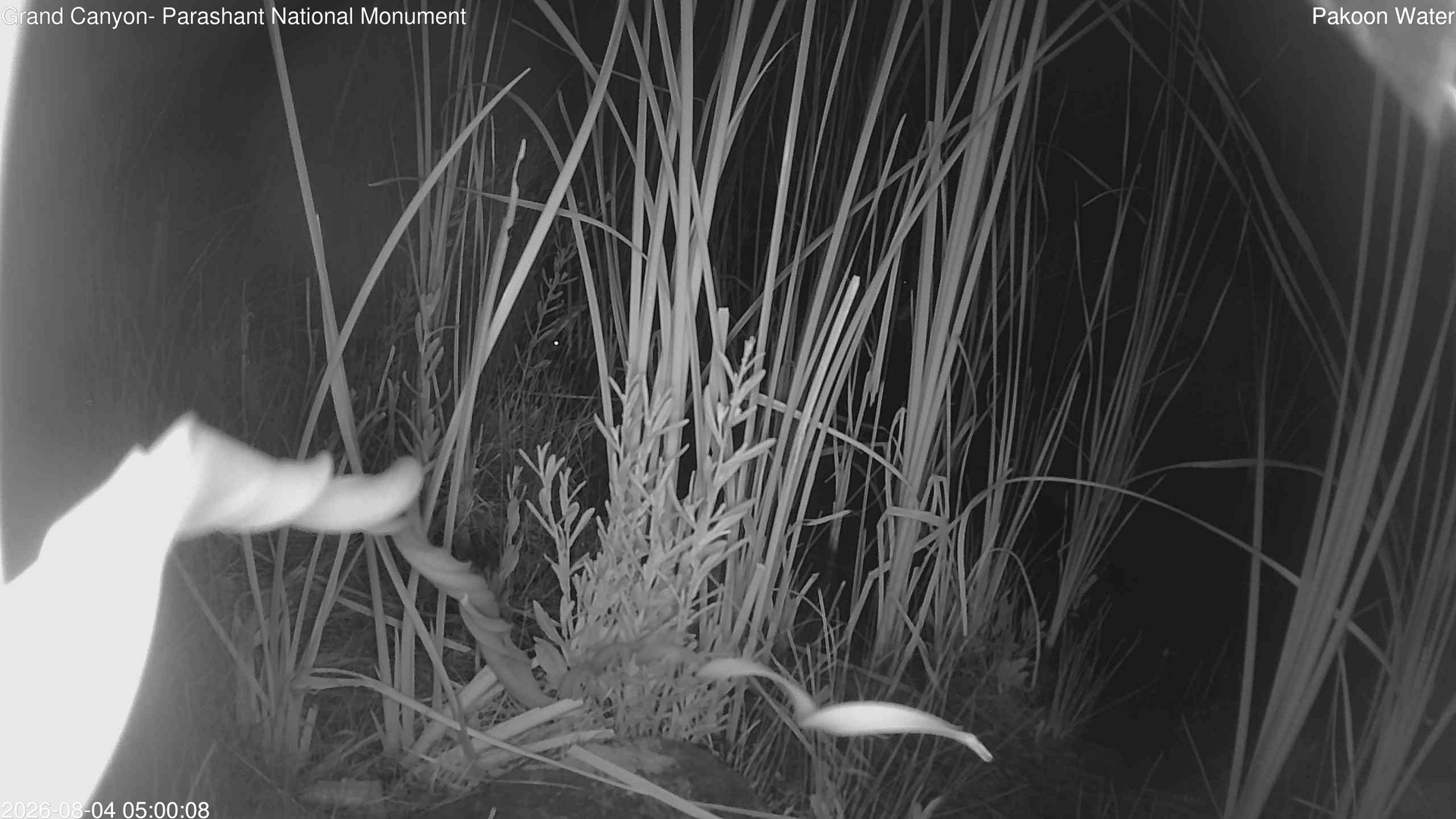 time-lapse frame, Pakoon Springs Stream Side webcam