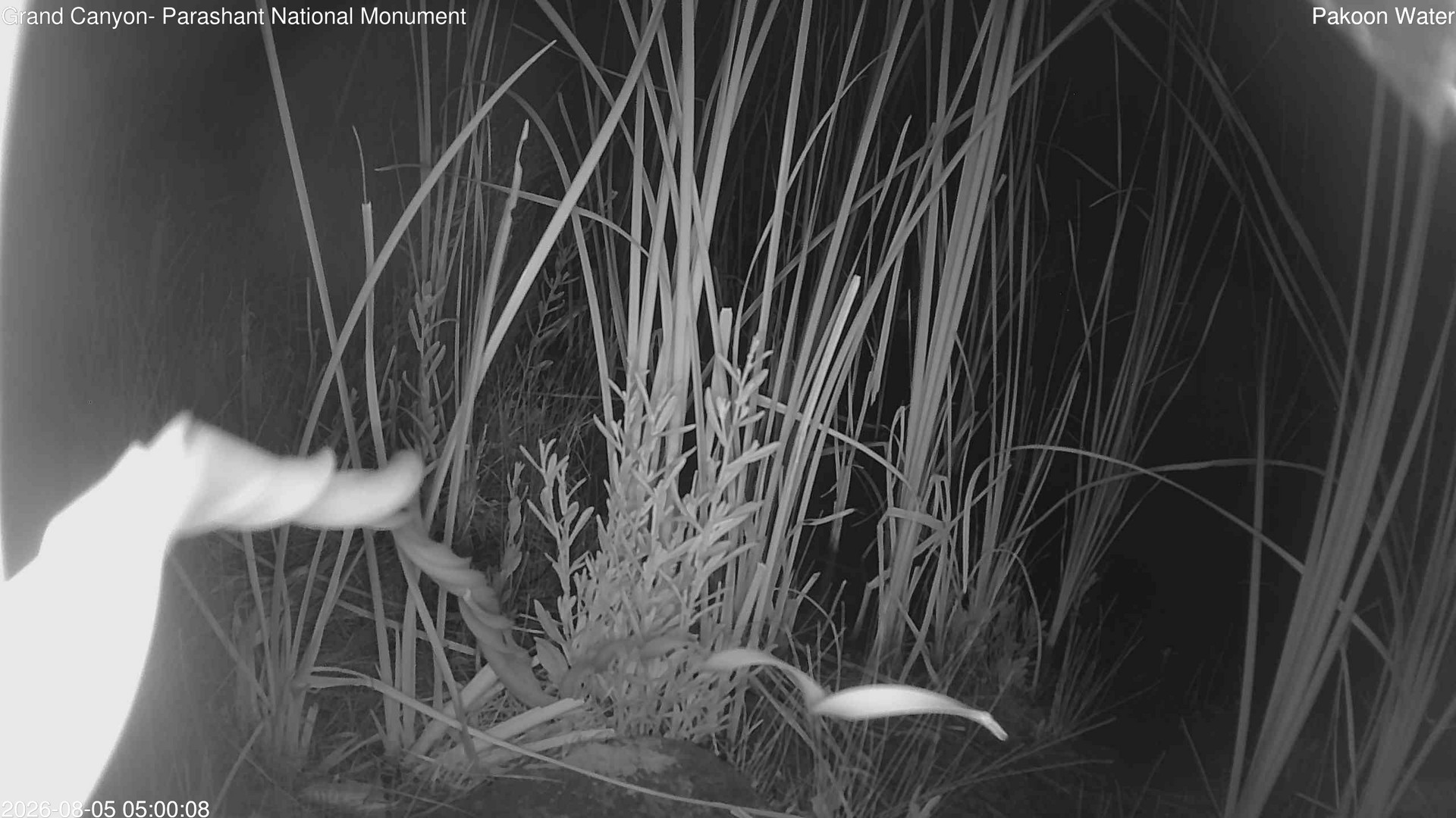 time-lapse frame, Pakoon Springs Stream Side webcam