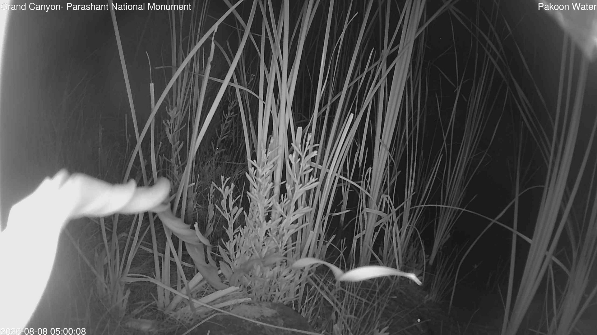 time-lapse frame, Pakoon Springs Stream Side webcam