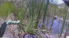 view from Pakoon Springs Stream Side on 2026-08-08