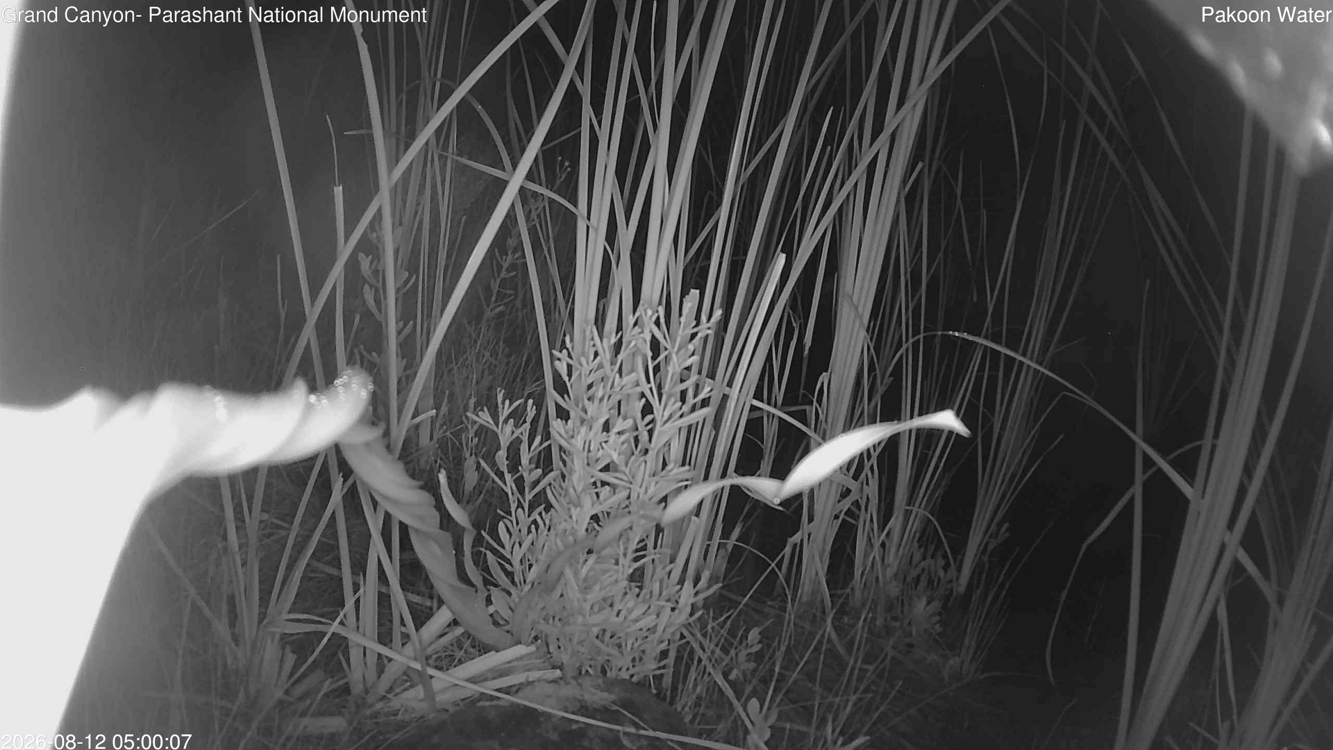 time-lapse frame, Pakoon Springs Stream Side webcam