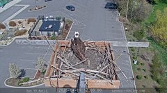 view from Sandpoint Online - Osprey Nest Time-lapse on 2026-04-19