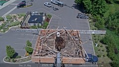 view from Sandpoint Online - Osprey Nest Time-lapse on 2026-05-21