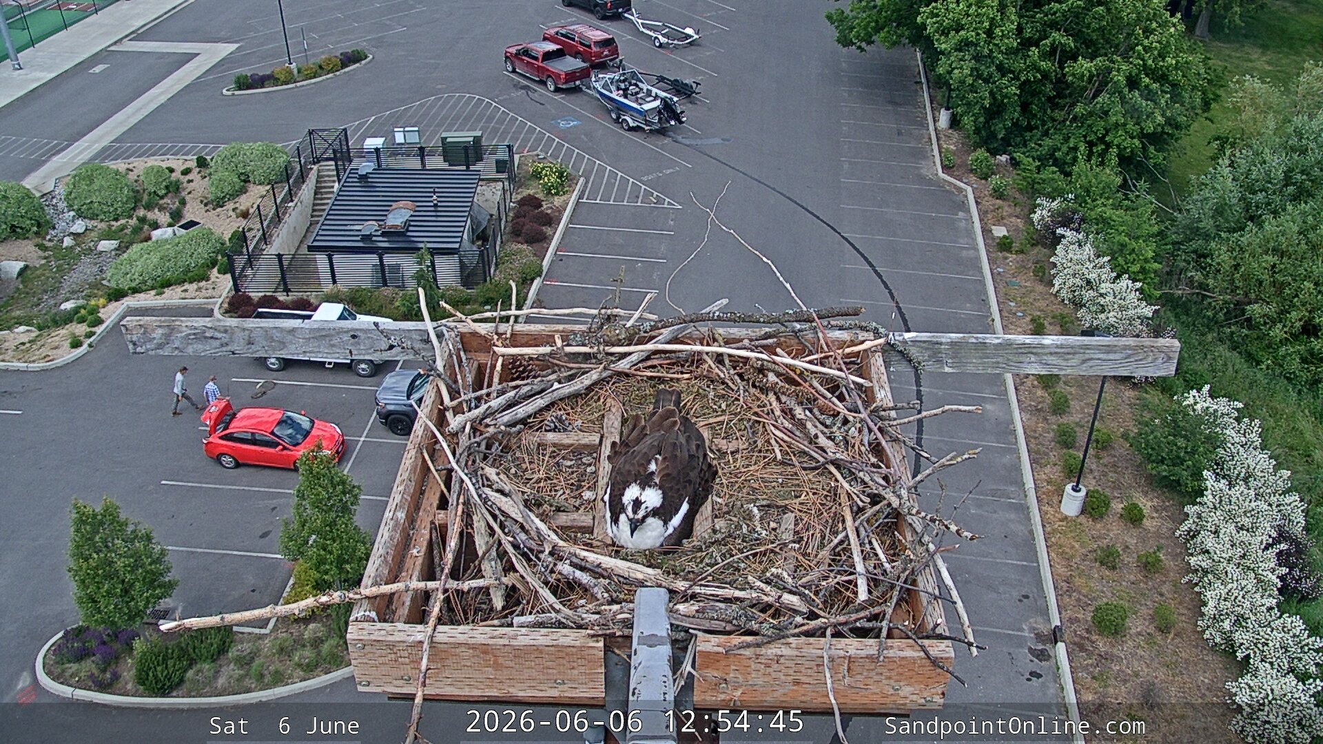 time-lapse frame, Sandpoint Online - Osprey Nest Time-lapse webcam