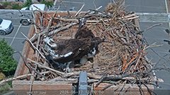 view from Sandpoint Online - Osprey Nest Time-lapse on 2026-06-17