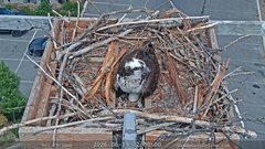 view from Sandpoint Online - Osprey Nest Time-lapse on 2026-06-19