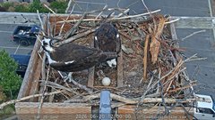 view from Sandpoint Online - Osprey Nest Time-lapse on 2026-06-20