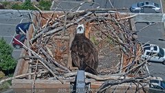 view from Sandpoint Online - Osprey Nest Time-lapse on 2026-06-21