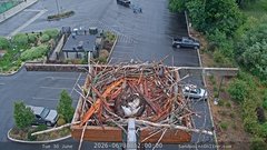 view from Sandpoint Online - Osprey Nest Time-lapse on 2026-06-30