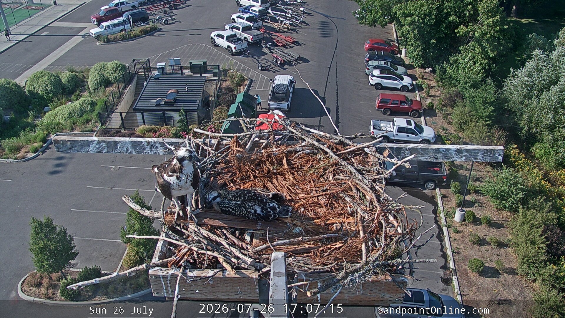 time-lapse frame, Sandpoint Online - Osprey Nest Time-lapse webcam
