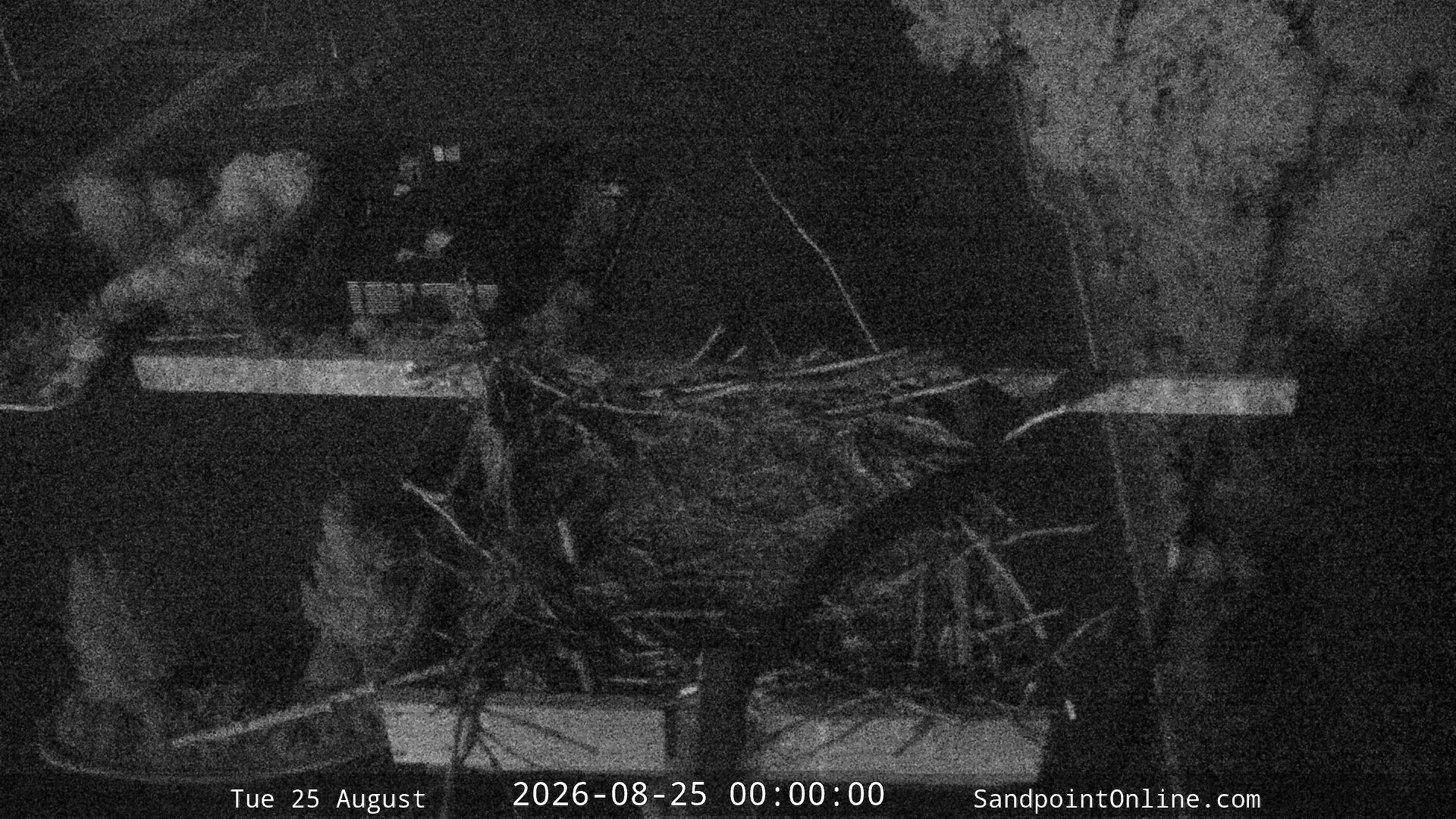time-lapse frame, Sandpoint Online - Osprey Nest Time-lapse webcam