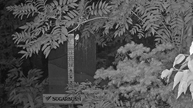 time-lapse frame, Sugarbush Mid-Mountain Snow Stake webcam