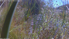 view from Pakoon Springs Stream Side on 2024-11-04