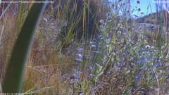 view from Pakoon Springs Stream Side on 2024-11-14