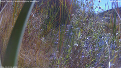 view from Pakoon Springs Stream Side on 2024-11-21