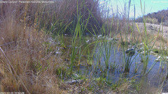 view from Pakoon Springs Stream Side on 2025-03-04