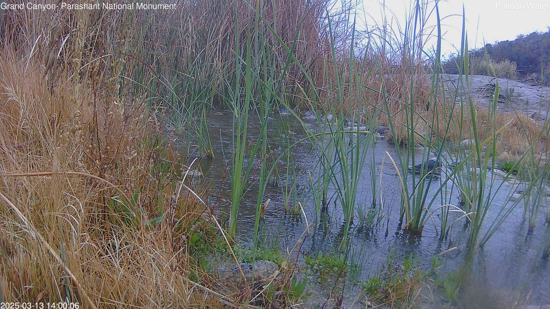 time-lapse frame, Pakoon Springs Stream Side webcam