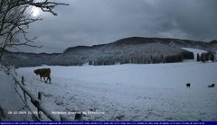 view from Webcam Cansiglio - verso la piana dei "Bech" on 2024-12-20