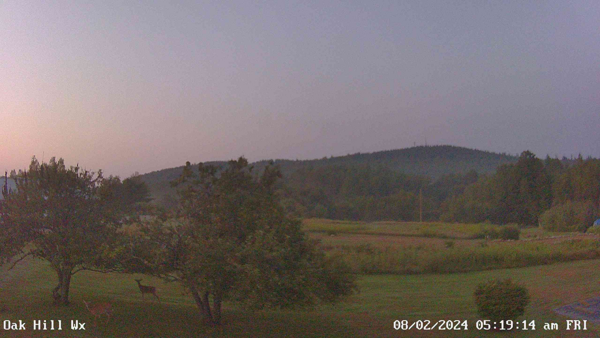 time-lapse frame, Deer webcam