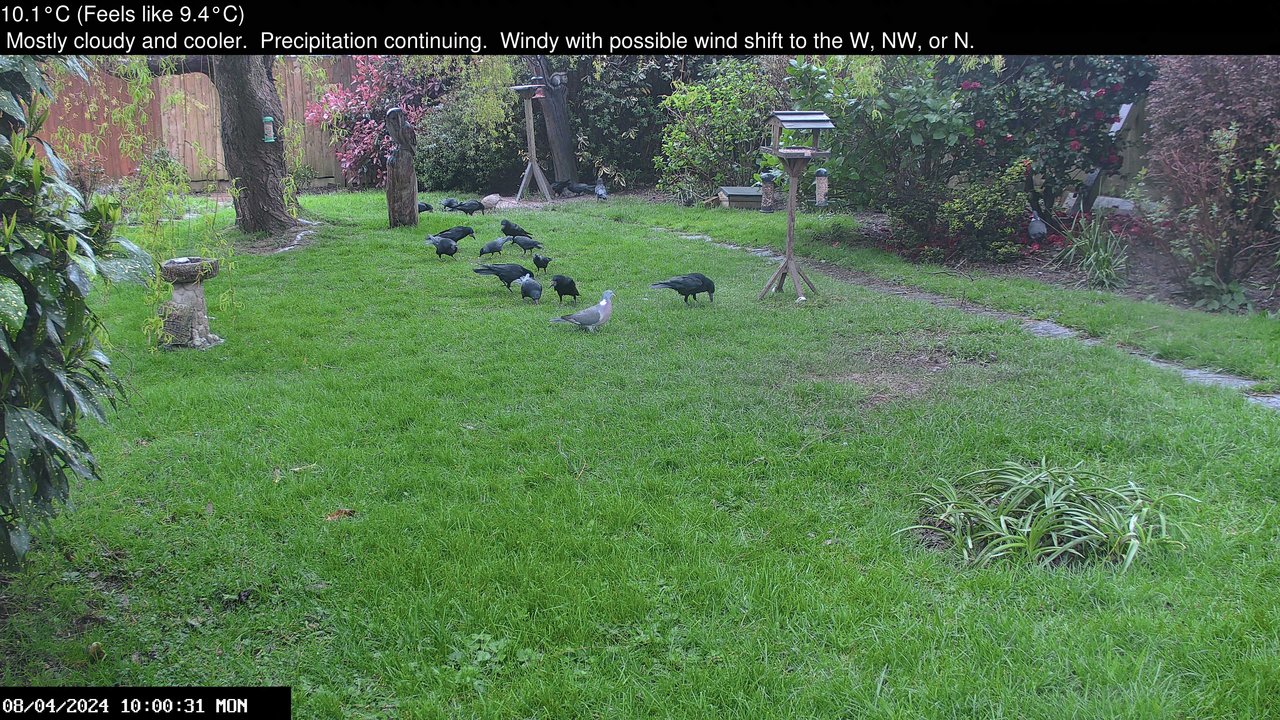 time-lapse frame, Wembury, Devon. Garden Zoom Cam webcam